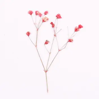 1 Mini Puokštė Gamtos Gypsophila Džiovintos Gėlės Mažų Gėlių Puokštė Išsaugoti Gėlių Fotografija, Foto Fonas Vestuvių Dekoras