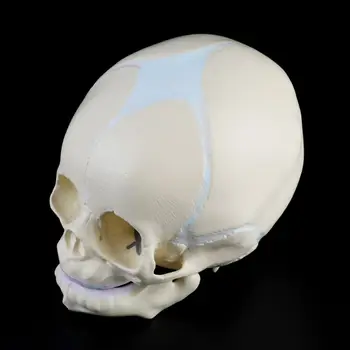 1: 1 Žmogaus Vaisiaus Baby Kūdikių Medicinos Kaukolės Anatomijos Skeleto Modelis Mokymo Reikmenys Medicinos Mokslo Lašas Laivybos