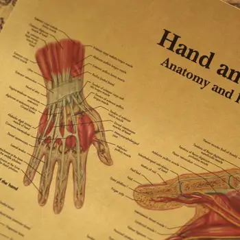 Iliustracija žmogaus kūno-rankų ir riešų, retro plakato ant kraft popieriaus, klasėje, muziejaus apdaila dažymas