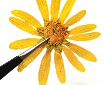 10vnt/daug Geltonos Calendula Officinalis Lygumų Coreopsis Mažų Džiovintų Gėlių Konservuotos Gėlės į 
